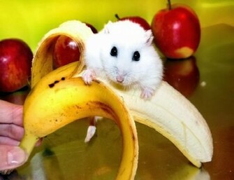 Funny Hamster And Banana Pc Desktopwallpaper