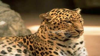 Animal Exotic Leopard Wallpaper
