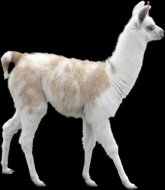 Transparent Llama On We Heart It