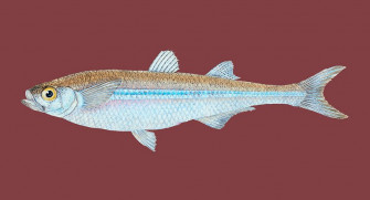 European Smelt Image Wallpaper