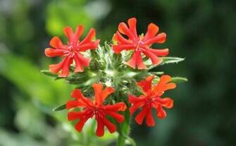 Flowers Pictures Wallpaper Maltese Cross