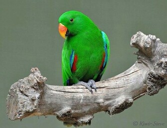 Best Wallpaper Cute Love Birds And Greetings