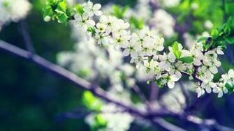 Apple Flower Tree HD Wallpaper Wallpaperfx