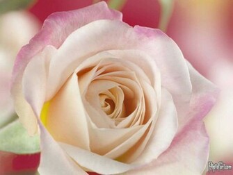 Wallpaper Photos Image Of Flowers