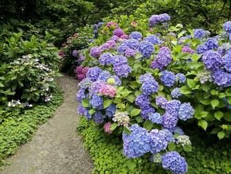 Strafford Hydrangea Desktop Pc And Mac Wallpaper