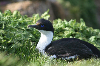 Wild Animals In Uruguay Wallpaper