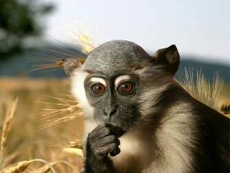 Funny Monkey Wallpaper Computer