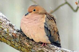 Mourning Dove Attracting Birds And Blooms