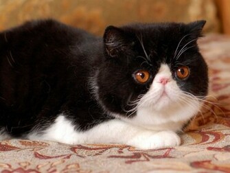 Exotic Shorthair HD Wallpaper