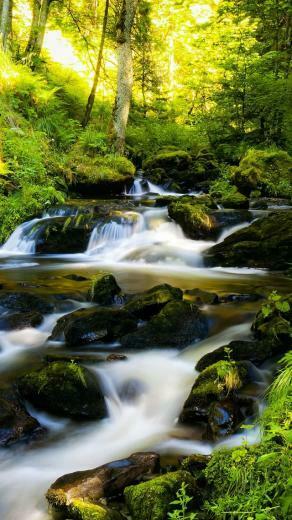 Black Forest Germany iPhone 5s Wallpaper