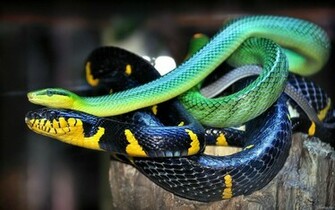Cool Snake Wallpaper Background HD Image And