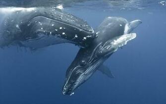 Whale Computer Wallpaper Desktop Background Id