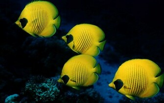 Best Wallpaper Collection Ocean Life