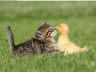 Nose To Baby Farm Animals Wallpaper