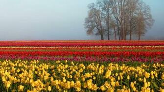 Field Of Tulips Wallpaper