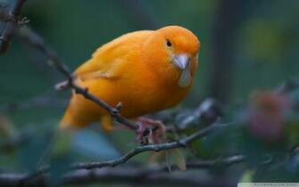 Canary Ultra HD Desktop Background Wallpaper For 4k UHD Tv