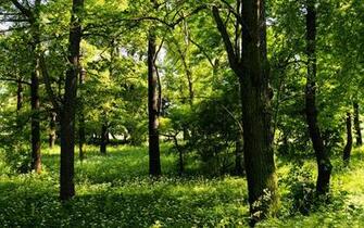 Trees Jpg