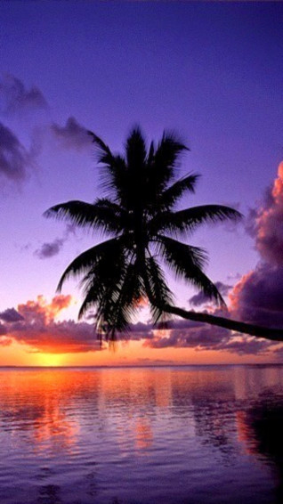 New Palm Tree Sunset Ocean Beach iPhone Wallpaper