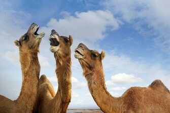 Camel HD Wallpaper