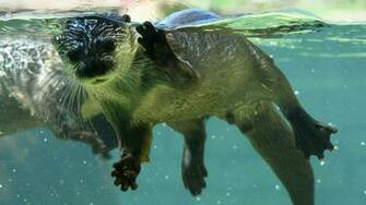 Nutria HD Wallpaper 7wallpaper Net