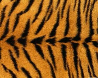 Texture Fur Tiger Yellow Background Black Bands Wallpaper Photos