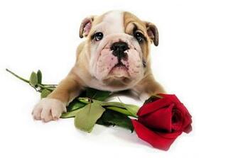 English Bulldog Puppy With Valentine Rose HD Wallpaper Res
