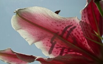 Stargazer Lily Wallpaper Flower