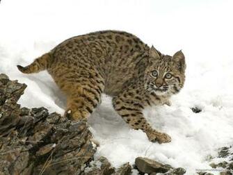 Ohio Bobcat Wallpaper