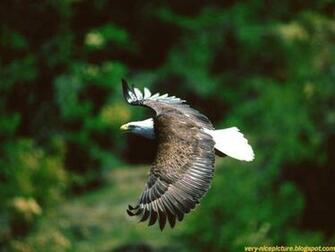 Birds Wallpaper Bird