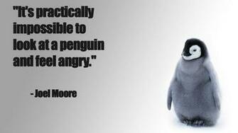 Penguin Funny Baby Chick Snow Cute Wallpaper