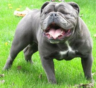Olde English Bulldogge Category For Similar Ads Hoobly Classifieds