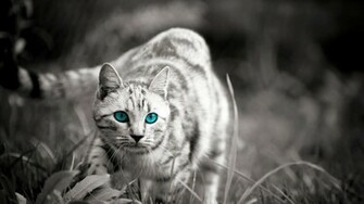 Cute Wild Cats Background Widescreen And HD Background Wallpaper