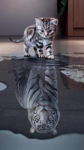 Selina Windei On Pets Kitten Image Cute Animals