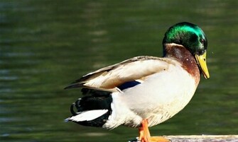 Mallard Duck HD Wallpaper High Definition iPhone