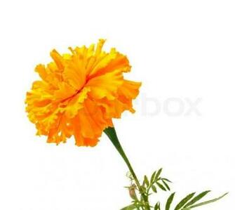 Marigold Flower On A White Background Stock Photo Colourbox
