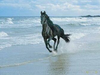 Wallpaper Time Machine August Horse On Beach