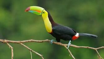 Toucan Bird UHD Wallpaper Piix