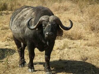African Buffalo Wallpaper X Net