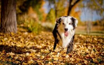 Wallpaper Dog Friend Autumn Desktop In