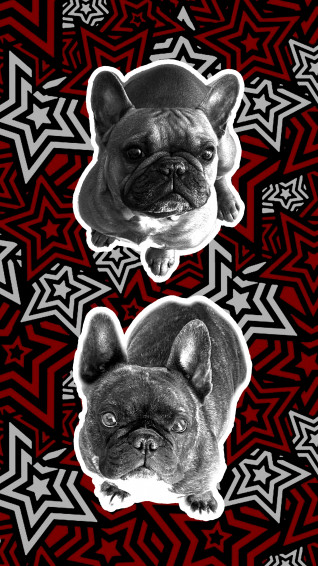 French Bulldog Picture Wallpaper