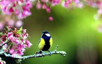Springtime Animals And Flowers Wallpaper Picserio