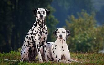 Dalmatian Wallpaper Net