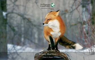 Description Red Fox Wallpaper Is A Hi Res For Pc Desktops