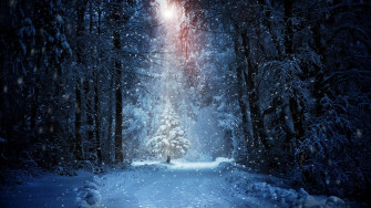 Forest Winter Snow 4k HD Wallpaper Image