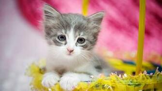 Cute Kitten Wallpaper Stream