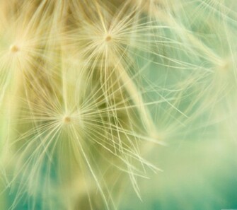 Dandelion Background Lock Screen Samsung Galaxy S4