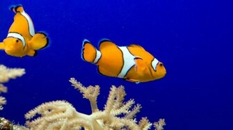 Clownfish Wallpaper