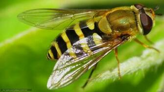 Wallpaper Pchelovidnaya Fly Insect Desktop