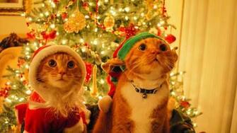 Cats Dressed Up For Christmas Wallpaper