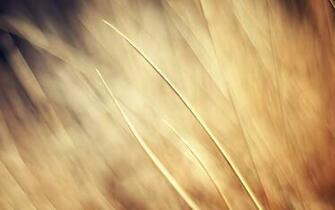 Wallpaper Beige Abstraction On Wheat Field